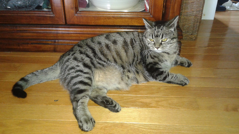3:05pm - Be pleased the cat is happy with your meagre offering and has retired to her favorite spot in the hallway.